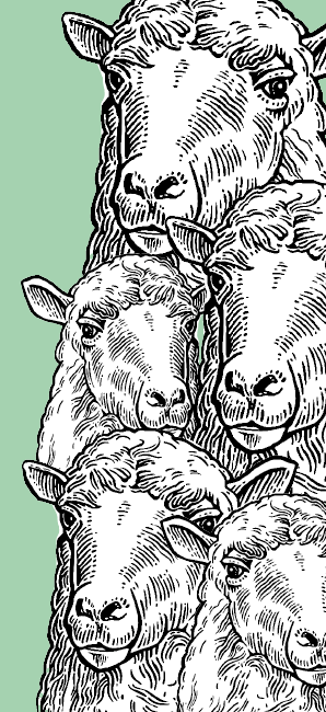 An illustration of a flock of sheep