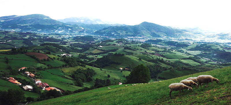Sheep grazing atop the Pyrenees Mountains