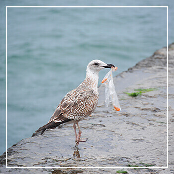 A seagull holding a plastic bag.