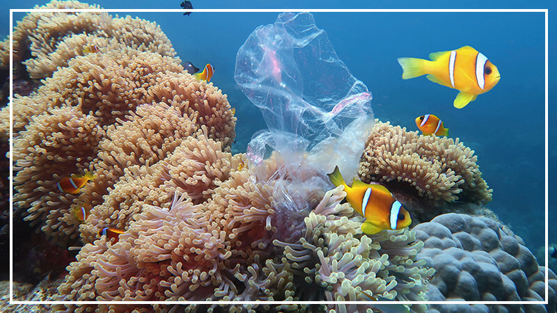 Ocean fish swimming next to plastic bag.