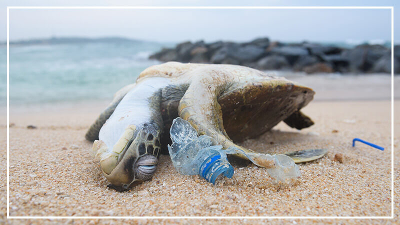 A dying sea turtle lays next to a plastic bottle cap.