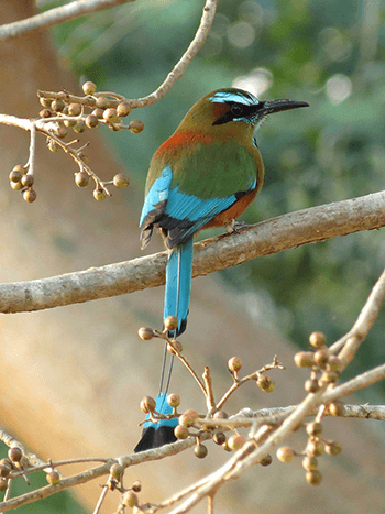 A turquoise-browed motmot