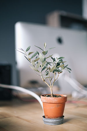 A potted plant