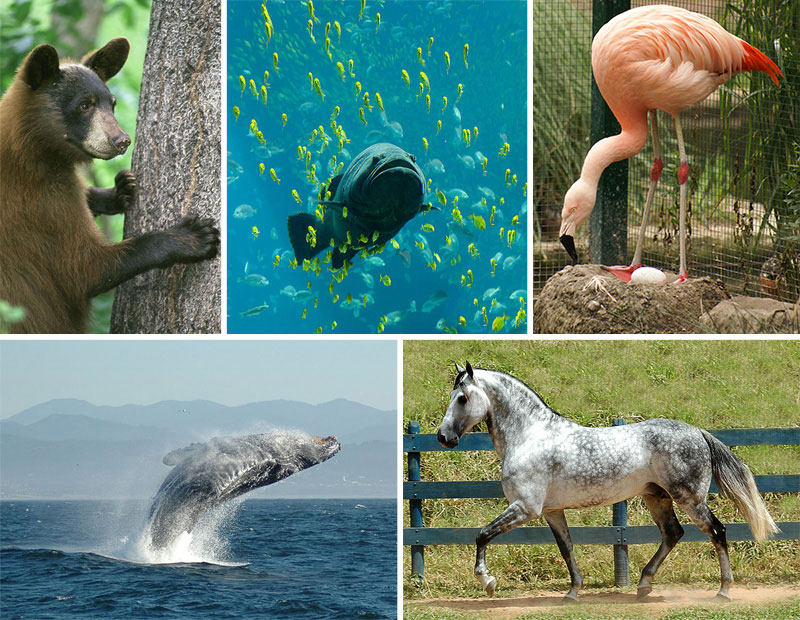 Collage of animals