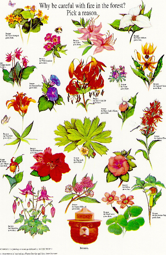 Poster of flowers