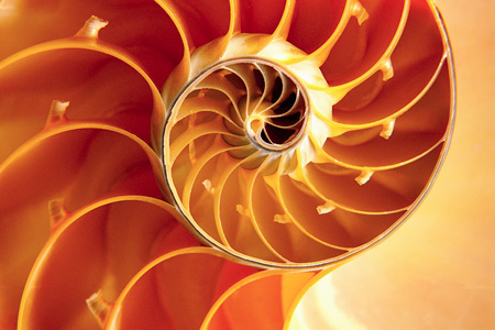 Nautilus image