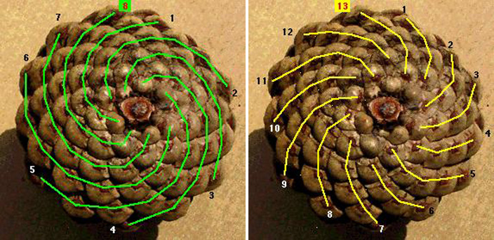 fibonacci sequences in nature