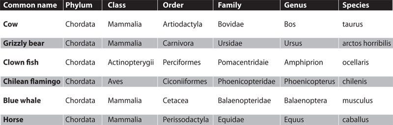 Kingdom Animalia chart 2