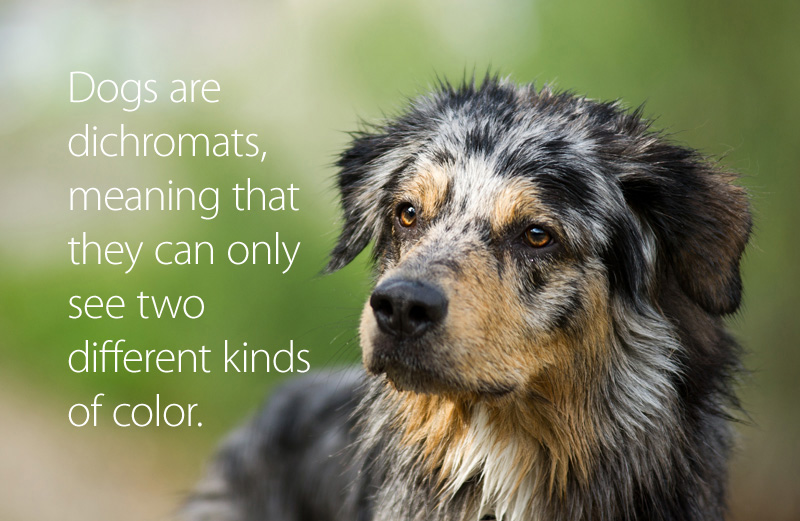 Dogs are dichromats, meaning they can only see two different kinds of color