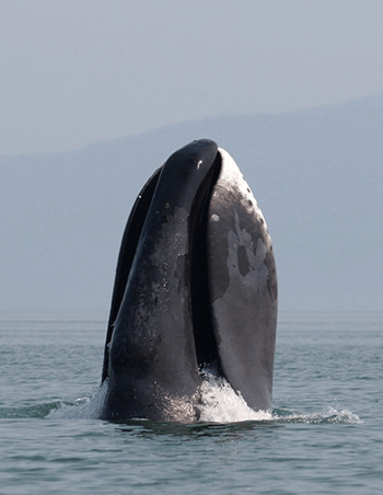 A bowhead whale breaches the ocean surface