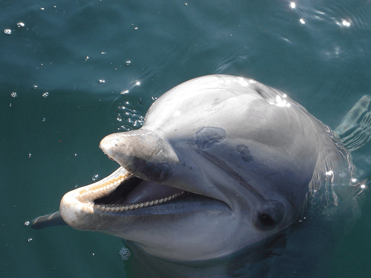 A bottlenose dolphin