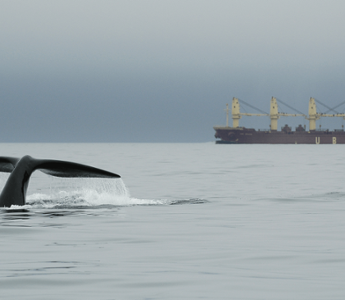 How Human Noise Affects Ocean Habitats